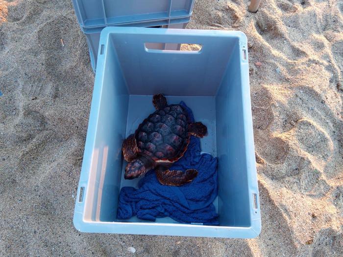 Una de les tortugues alliberades avui al mar
