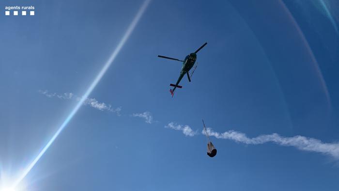 Els vedells s'han traslladat un a un amb helicòpter.