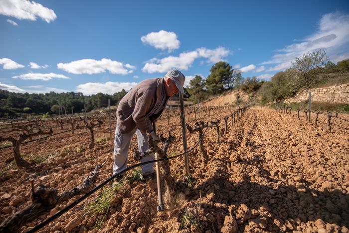 Agricultor treballant les vinyes