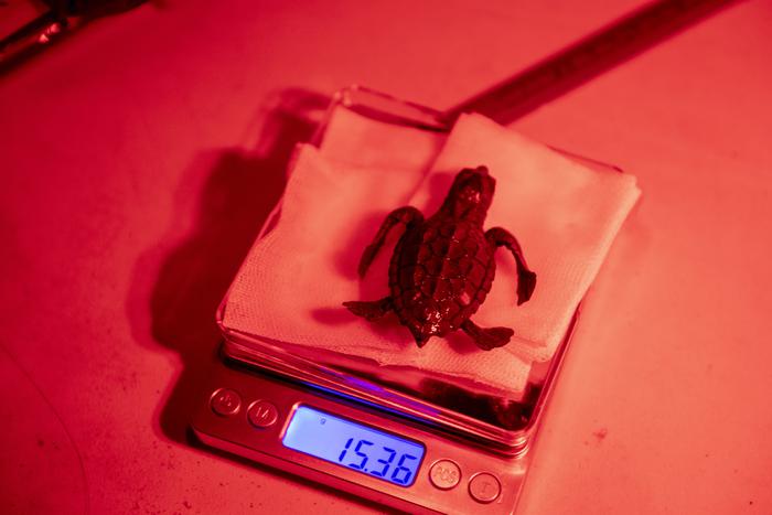 Una cria de tortuga careta, analitzada just després de néixer a Calafell 