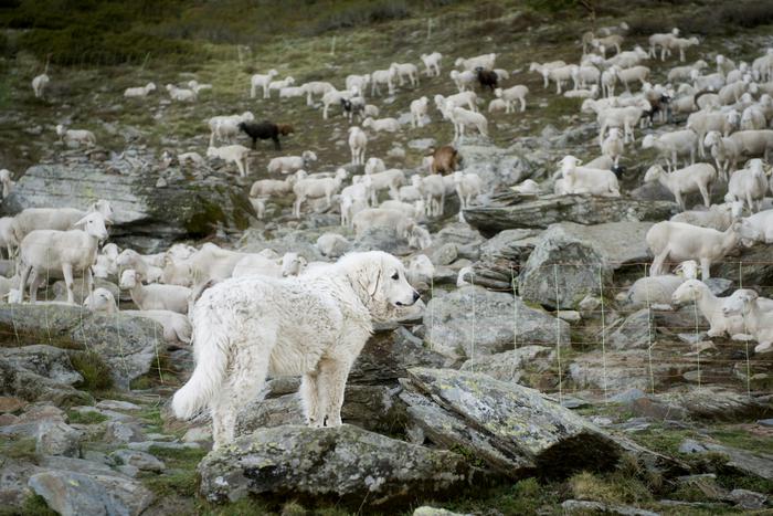 Gos de protecció i ramats agrupats a una zona amb presència d'os bru