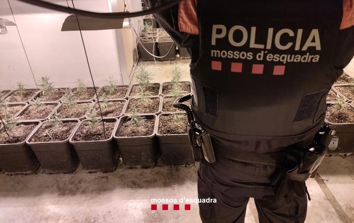 Els ME detenen 14 persones i desmantellen un grup criminal especialitzat en el cultiu i tràfic de marihuana intensiu al Camp de Tarragona