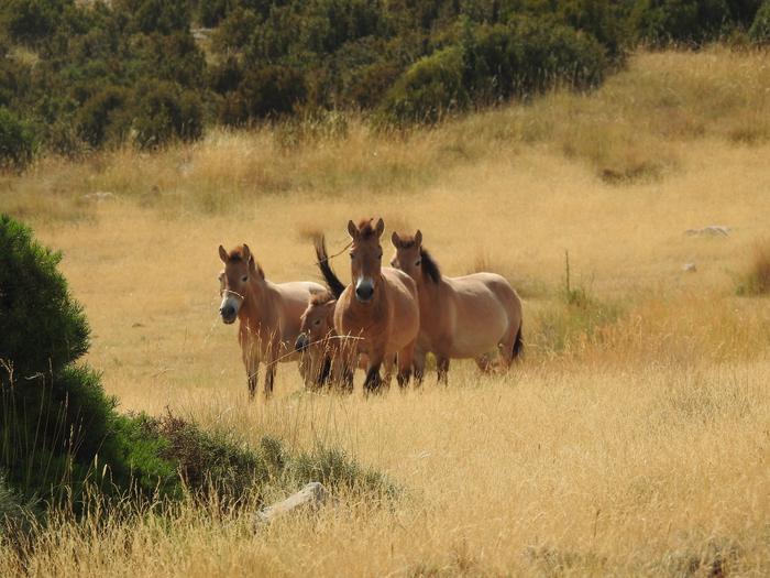 cavalls de Przewalski