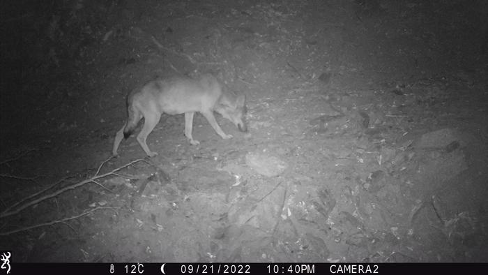 Fotografia de l'exemplar del llop localitzat al Paratge Natural de l'Albera