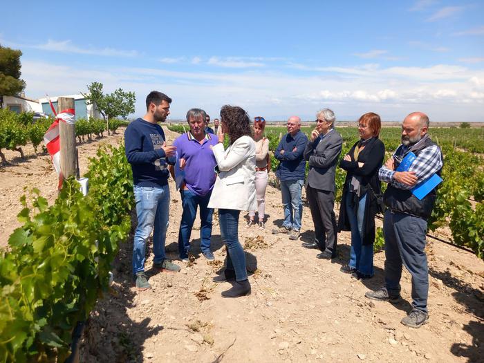 La consellera Jordà visita el camp de vinyes de Boldú a Verdú